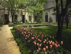 photo of seventieth street garden of the Frick Collection with tulips in bloom